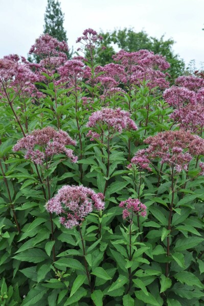 Plettet hjortetrøst Eupatorium maculatum 'Atropurpureum' 5-10 potte P9 Eupatorium maculatum 'Atropurpureum'