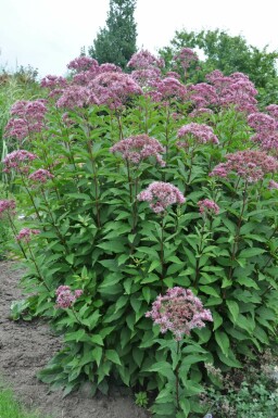 Plettet hjortetrøst Eupatorium maculatum 'Atropurpureum' 5-10 potte P9 Eupatorium maculatum 'Atropurpureum'