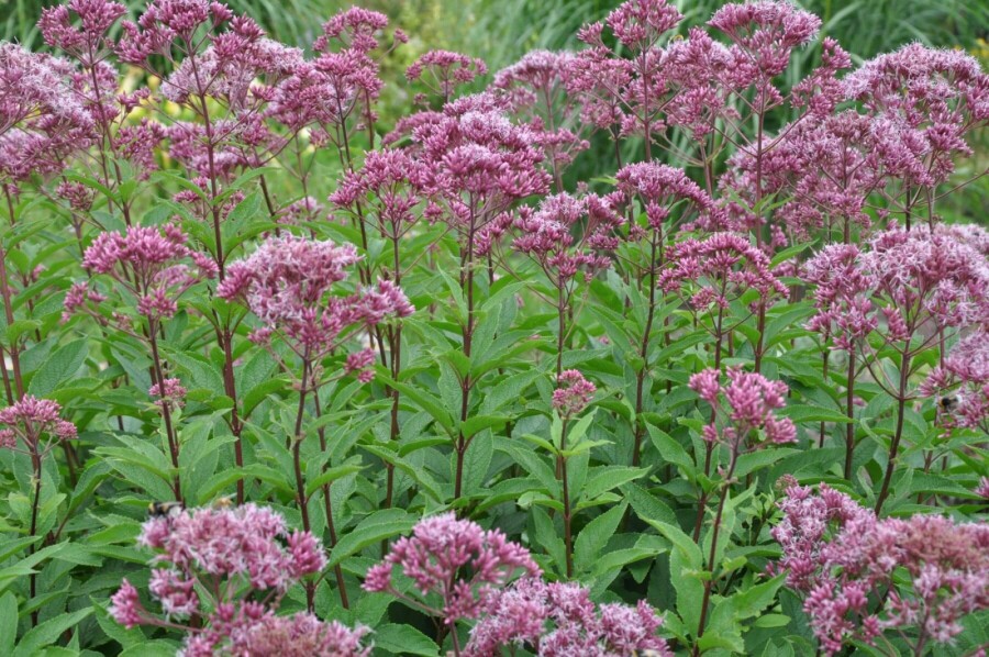 Plettet hjortetrøst Eupatorium maculatum 'Atropurpureum' 5-10 potte P9 Eupatorium maculatum 'Atropurpureum'