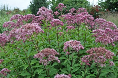 Plettet hjortetrøst Eupatorium maculatum 'Atropurpureum' 5-10 potte P9 Eupatorium maculatum 'Atropurpureum'