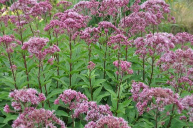 Plettet hjortetrøst Eupatorium maculatum 'Atropurpureum' 5-10 potte P9 Eupatorium maculatum 'Atropurpureum'