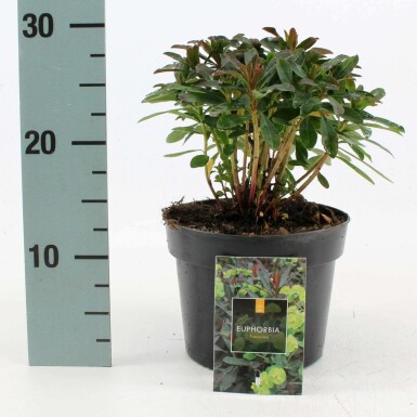 Lundvortemælk Euphorbia amygdaloides 'Purpurea' 10-15 potte C2 Euphorbia amygdaloides 'Purpurea'