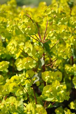 Lundvortemælk Euphorbia amygdaloides 'Purpurea' 5-10 potte P9