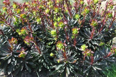 Lundvortemælk Euphorbia amygdaloides 'Purpurea' 5-10 potte P9