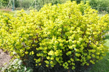 Lundvortemælk Euphorbia amygdaloides 'Purpurea' 5-10 potte P9