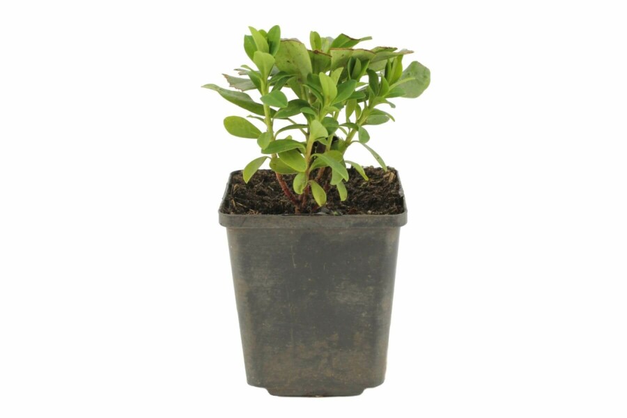 Lundvortemælk Euphorbia amygdaloides 'Robbiae' 5-10 potte P9 Euphorbia amygdaloides 'Robbiae'