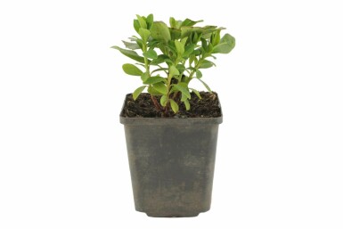 Lundvortemælk Euphorbia amygdaloides 'Robbiae' 5-10 potte P9 Euphorbia amygdaloides 'Robbiae'