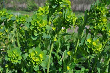 Lundvortemælk Euphorbia amygdaloides 'Robbiae' 5-10 potte P9