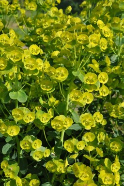 Lundvortemælk Euphorbia amygdaloides 'Robbiae' 5-10 potte P9