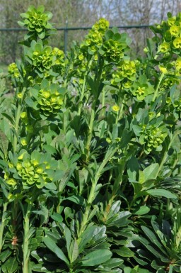Lundvortemælk Euphorbia amygdaloides 'Robbiae' 5-10 potte P9