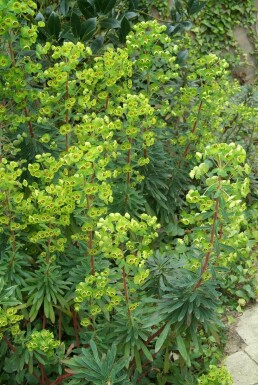 Vortemælk Euphorbia × martini 5-10 potte P9 Euphorbia × martini