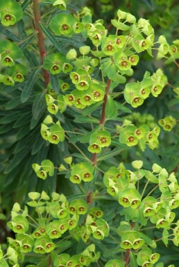 Vortemælk Euphorbia × martini 5-10 potte P9