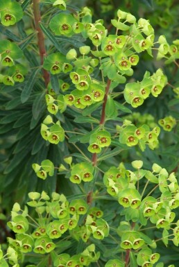 Vortemælk Euphorbia × martini 5-10 potte P9 Euphorbia × martini