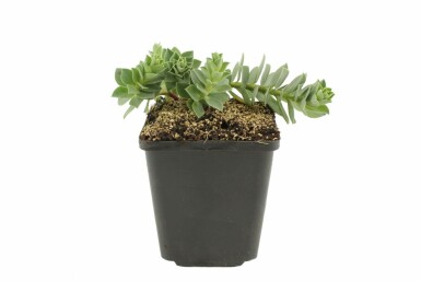 Blågrøn vortemælk Euphorbia myrsinites 5-10 potte P9 Euphorbia myrsinites