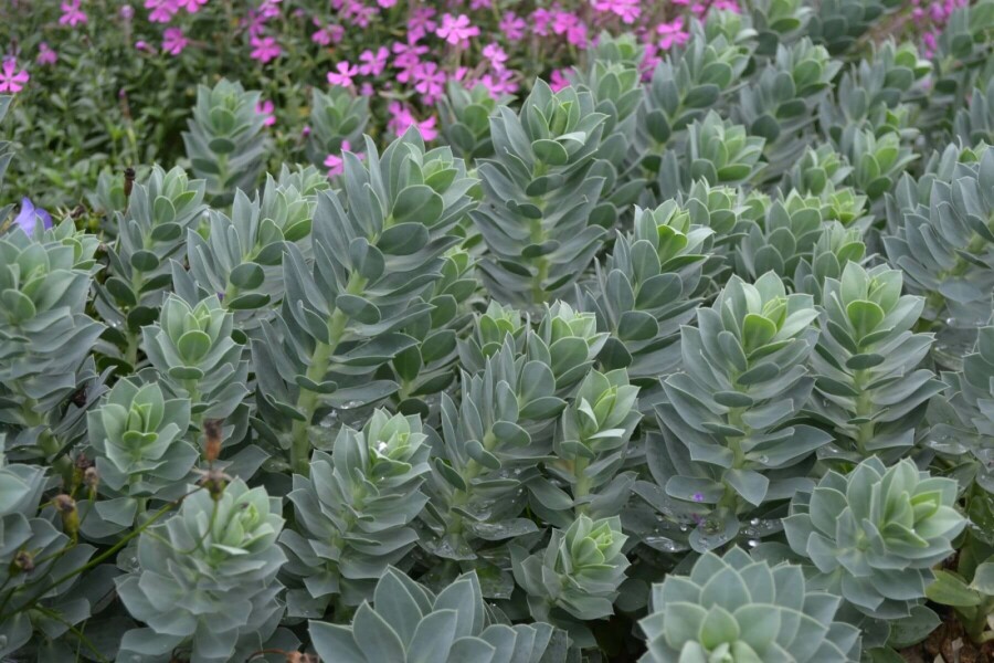 Blågrøn vortemælk Euphorbia myrsinites 5-10 potte P9 Euphorbia myrsinites