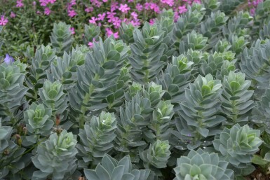 Blågrøn vortemælk Euphorbia myrsinites 5-10 potte P9 Euphorbia myrsinites