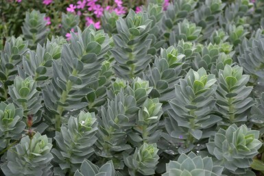 Blågrøn vortemælk Euphorbia myrsinites 5-10 potte P9