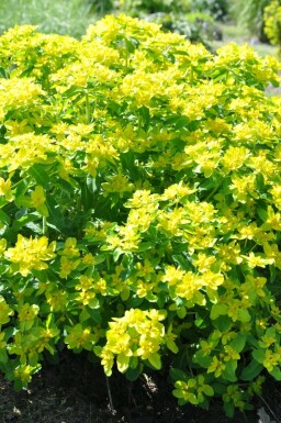 Forårsvortemælk Euphorbia polychroma 5-10 potte P9 Euphorbia polychroma