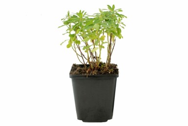 Forårsvortemælk Euphorbia polychroma 5-10 potte P9 Euphorbia polychroma