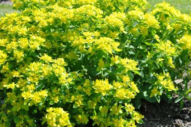 Forårsvortemælk Euphorbia polychroma 5-10 potte P9