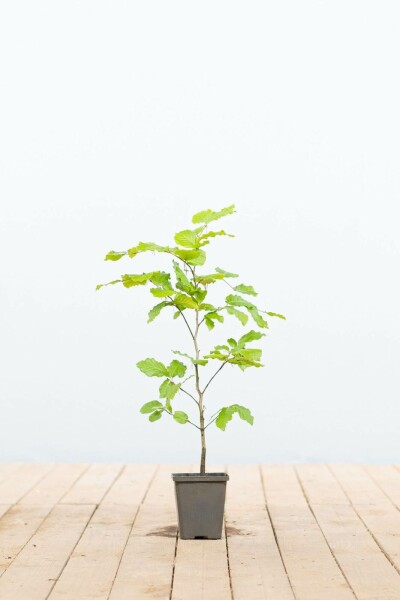 Almindelig bøg Fagus sylvatica 30-40 potte P9 Fagus sylvatica 30-40 cm
