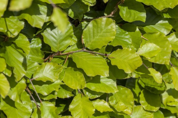 Fagus sylvatica 30-40 cm