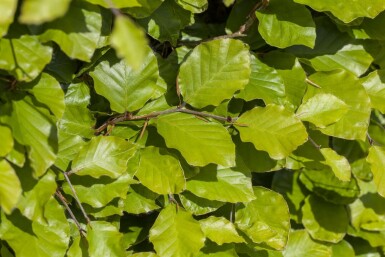 Fagus sylvatica 30-40 cm