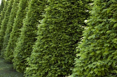 Fagus sylvatica 30-40 cm