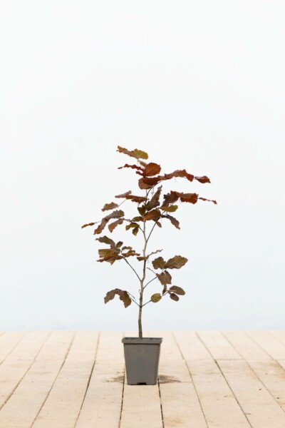 Almindelig bøg Fagus sylvatica 'Atropunicea' 40-60 potte P9 Fagus sylvatica 'Atropunicea'