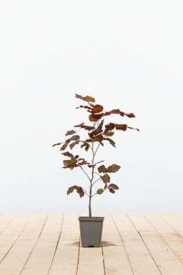 Almindelig bøg Fagus sylvatica 'Atropunicea' 40-60 potte P9 Fagus sylvatica 'Atropunicea'