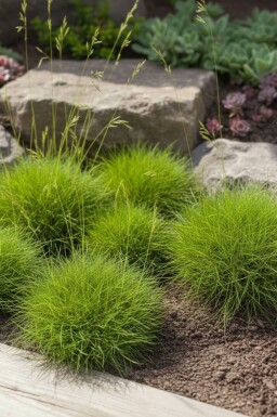 Bjørnegræs Festuca gautieri 'Pic Carlet' 5-10 potte P9 Festuca gautieri 'Pic Carlet'