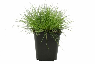 Bjørnegræs Festuca gautieri 'Pic Carlet' 5-10 potte P9 Festuca gautieri 'Pic Carlet'