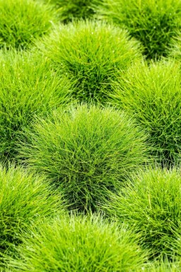 Bjørnegræs Festuca gautieri 5-10 potte P9 Festuca gautieri