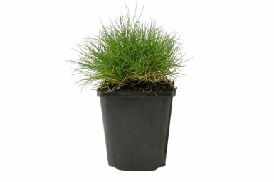 Bjørnegræs Festuca gautieri 5-10 potte P9 Festuca gautieri