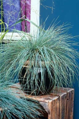 Blå svingel Festuca glauca 5-10 potte P9 Festuca glauca