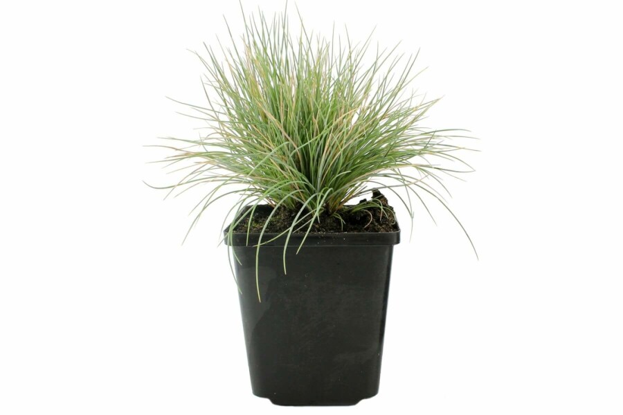 Blå svingel Festuca glauca 5-10 potte P9 Festuca glauca