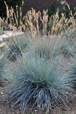 Blå svingel Festuca glauca 'Elijah Blue' 5-10 potte P9 Festuca glauca 'Elijah Blue'