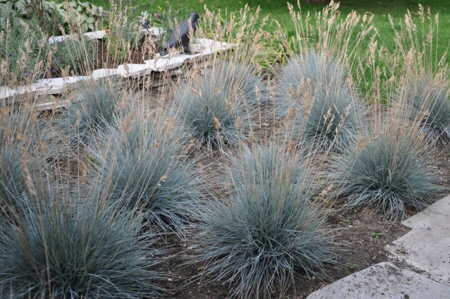 Blå svingel Festuca glauca 'Elijah Blue' 5-10 potte P9 Festuca glauca 'Elijah Blue'