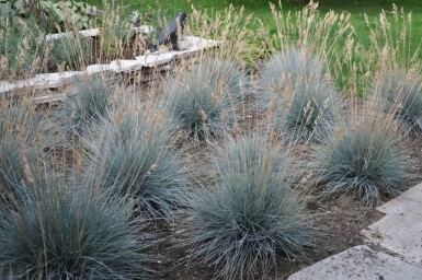 Blå svingel Festuca glauca 'Elijah Blue' 5-10 potte P9 Festuca glauca 'Elijah Blue'