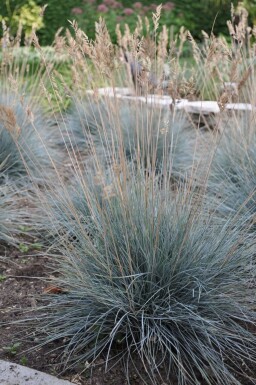 Blå svingel Festuca glauca 'Elijah Blue' 5-10 potte P9 Festuca glauca 'Elijah Blue'