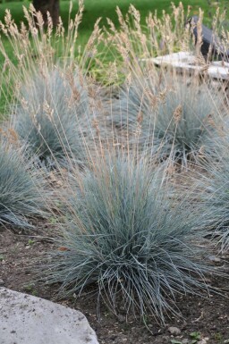 Blå svingel Festuca glauca 'Elijah Blue' 5-10 potte P9 Festuca glauca 'Elijah Blue'