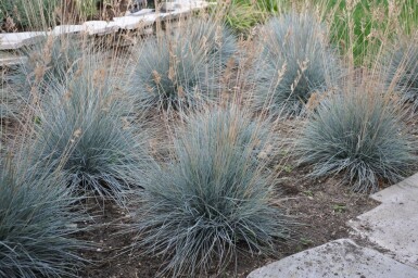 Blå svingel Festuca glauca 'Elijah Blue' 5-10 potte P9 Festuca glauca 'Elijah Blue'