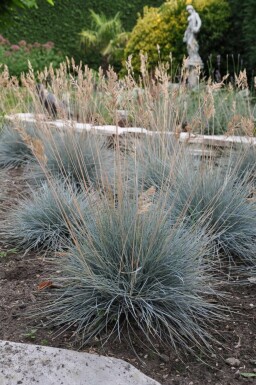 Blå svingel Festuca glauca 'Elijah Blue' 5-10 potte P9 Festuca glauca 'Elijah Blue'