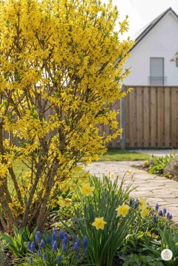 Forsythia intermedia 'Spectabilis' busk 100-120 cm