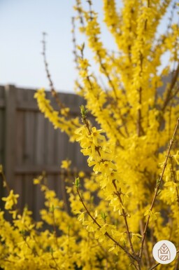 Forsythia intermedia 'Weekend' busk 80-100 cm