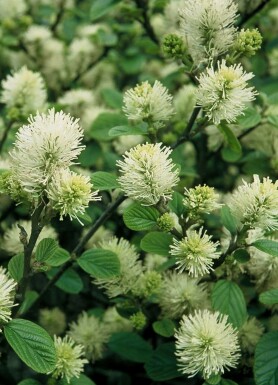 Stor troldel Fothergilla major busk 20-30 potte C2