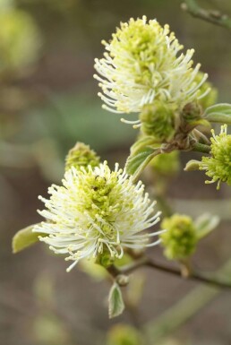 Stor troldel Fothergilla major busk 20-30 potte C2