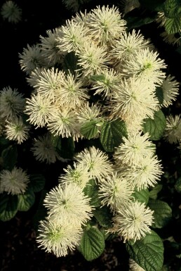 Stor troldel Fothergilla major busk 20-30 potte C2