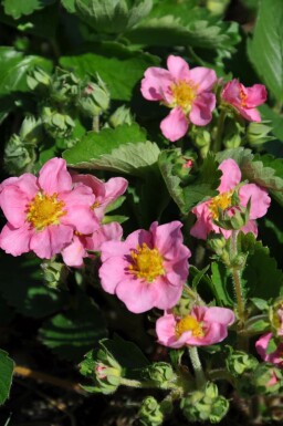 Jordbær Fragaria 'Lipstick' 5-10 potte P9 Fragaria 'Lipstick'