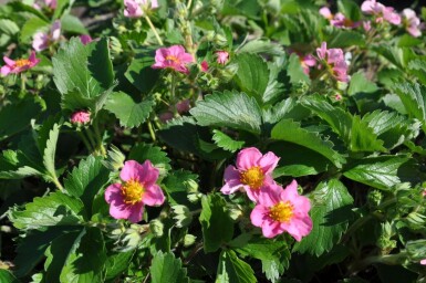 Jordbær Fragaria 'Lipstick' 5-10 potte P9 Fragaria 'Lipstick'